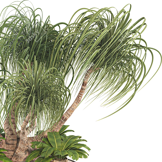 Boho Ponytail Palm Tree Set 3D model image 9