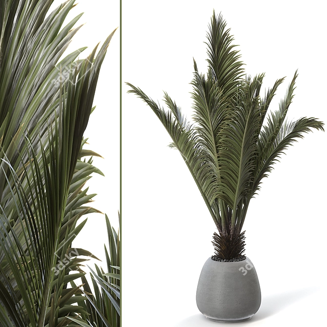 Elegant Sago Palm Plant 3D model image 1