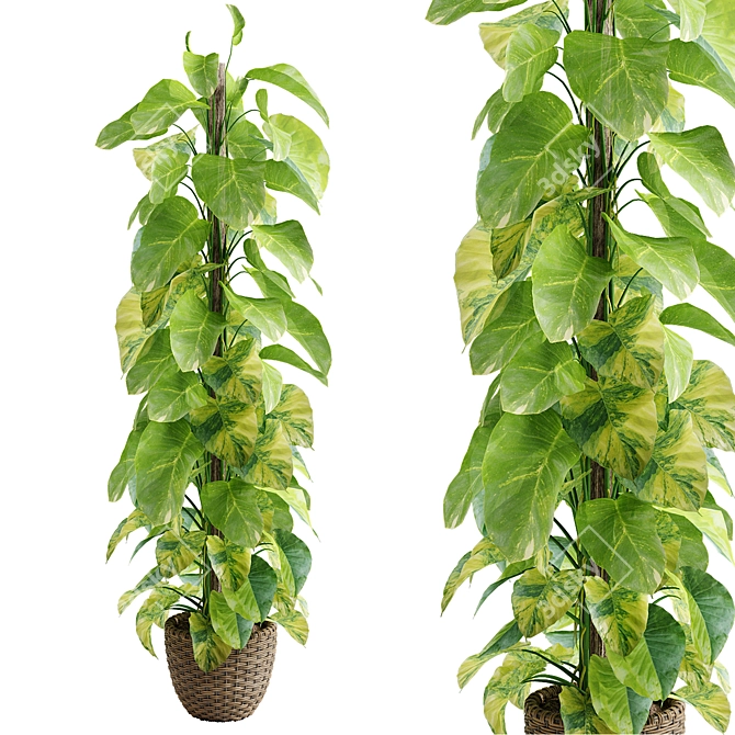 Golden Pothos 3D Model Display 3D model image 1