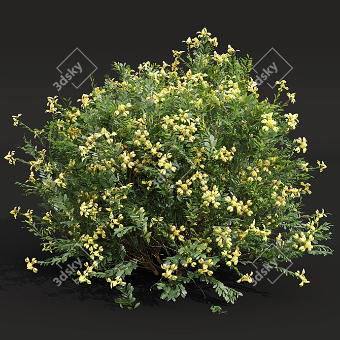 Zistrose & Coronilla 3D Flower Models 3D model image 3