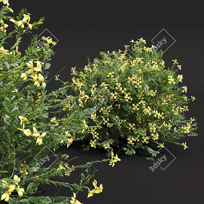 Zistrose & Coronilla 3D Flower Models 3D model image 5