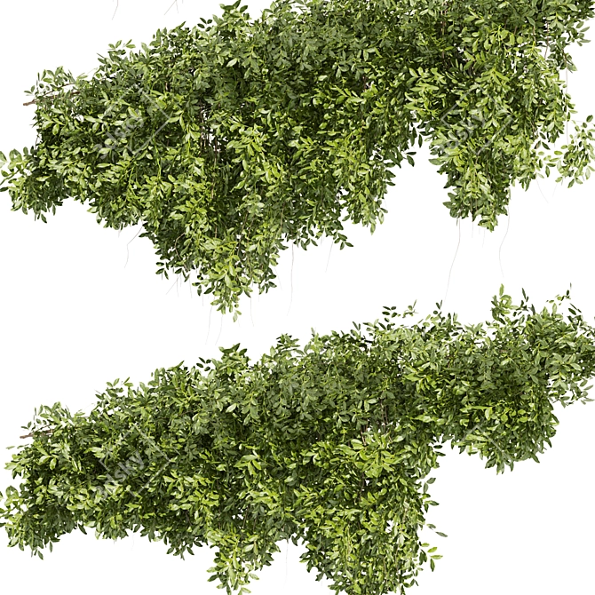 High-Quality Outdoor Bush Ivy Model 3D model image 4