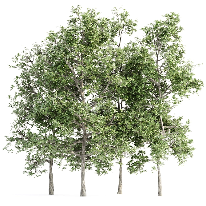 Arboreal Assortment 189 3D model image 1