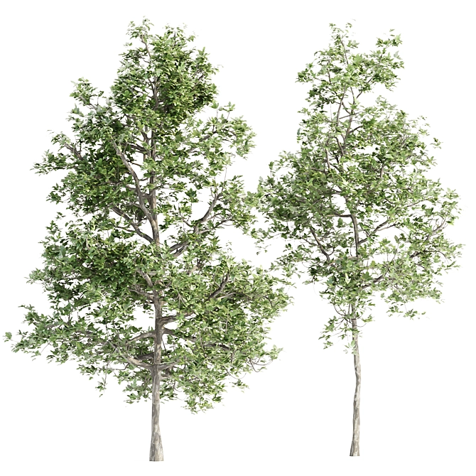 Arboreal Assortment 189 3D model image 2