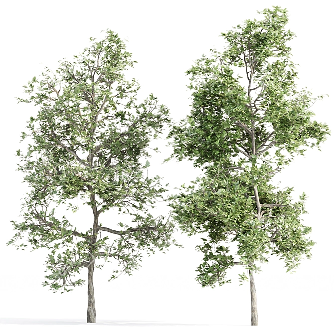 Arboreal Assortment 189 3D model image 3