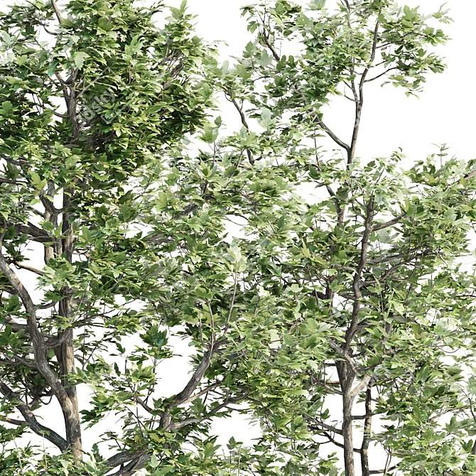 Arboreal Assortment 189 3D model image 5