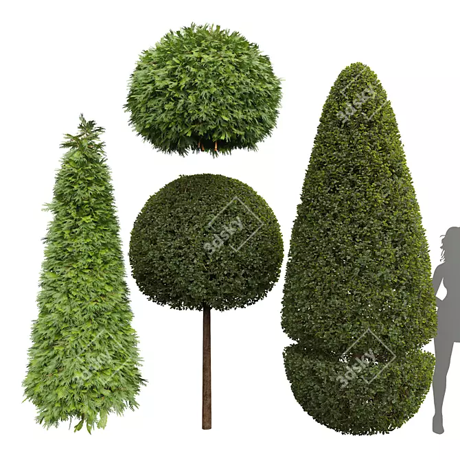 Ficus Concinna Bonsai Evergreen Shrubs 3D model image 1