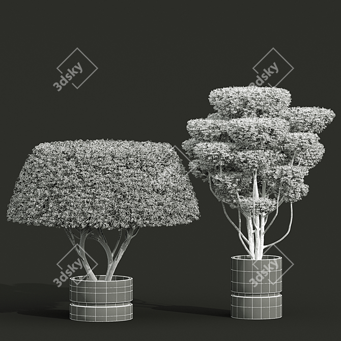 Concinna Bonsai Set, 3D Models 3D model image 1
