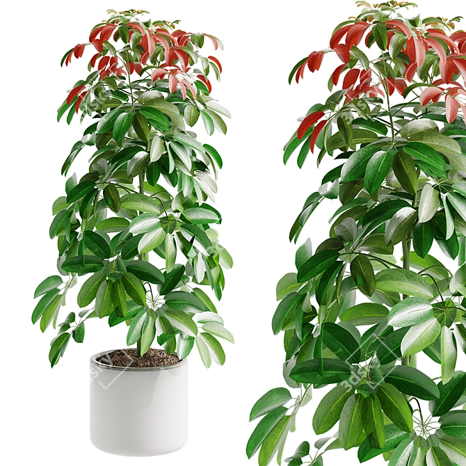 Tropical Schefflera Arboricola Model 3D model image 1