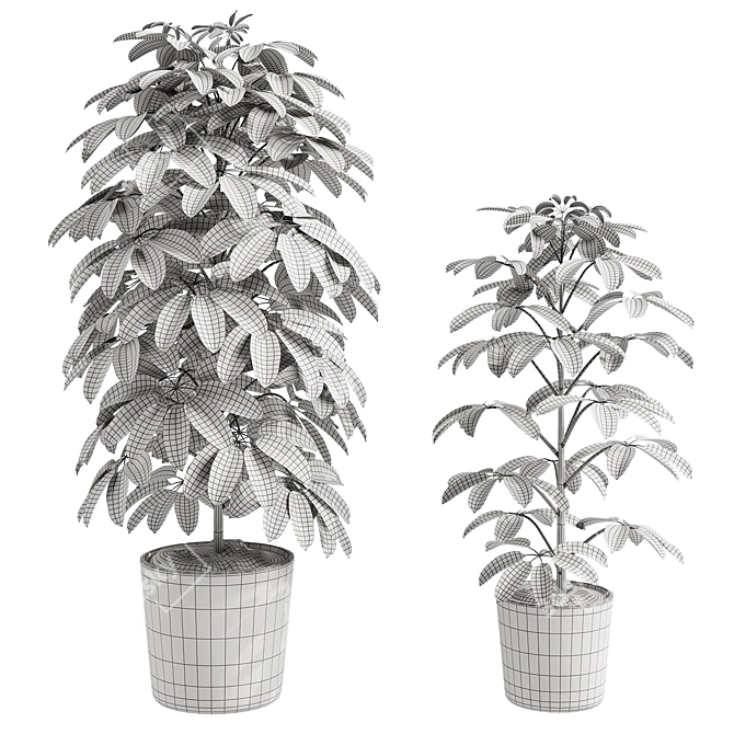 Schefflera Arb. 3D Model w/Corona 3D model image 2