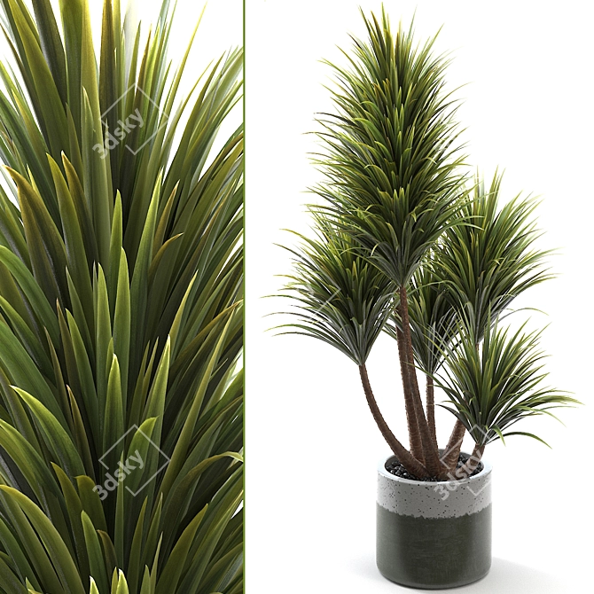 Exotic Yucca Plant - Elegant Green Beauty 3D model image 1