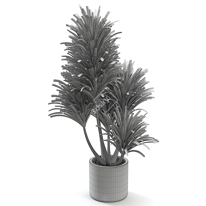 Exotic Yucca Plant - Elegant Green Beauty 3D model image 2