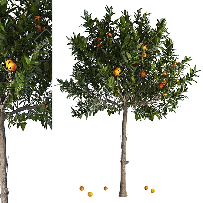 Citrus Tree 3D Model Max 3D model image 1