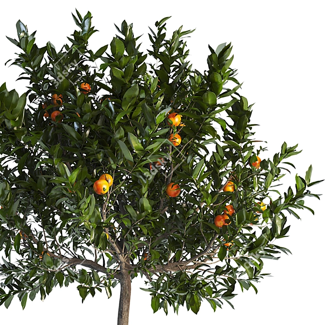 Citrus Tree 3D Model Max 3D model image 2