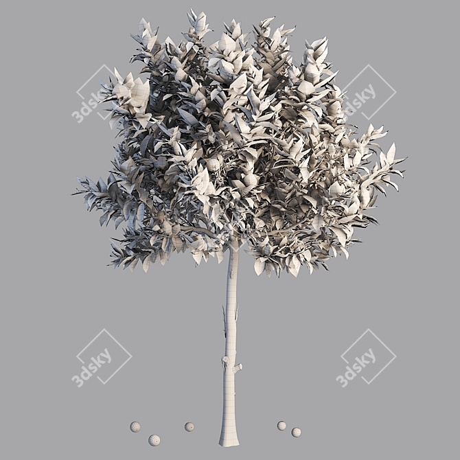 Citrus Tree 3D Model Max 3D model image 3