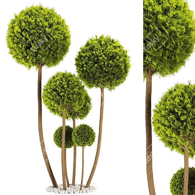 Elegant Cypress Pom Pom Topiary 3D model image 1