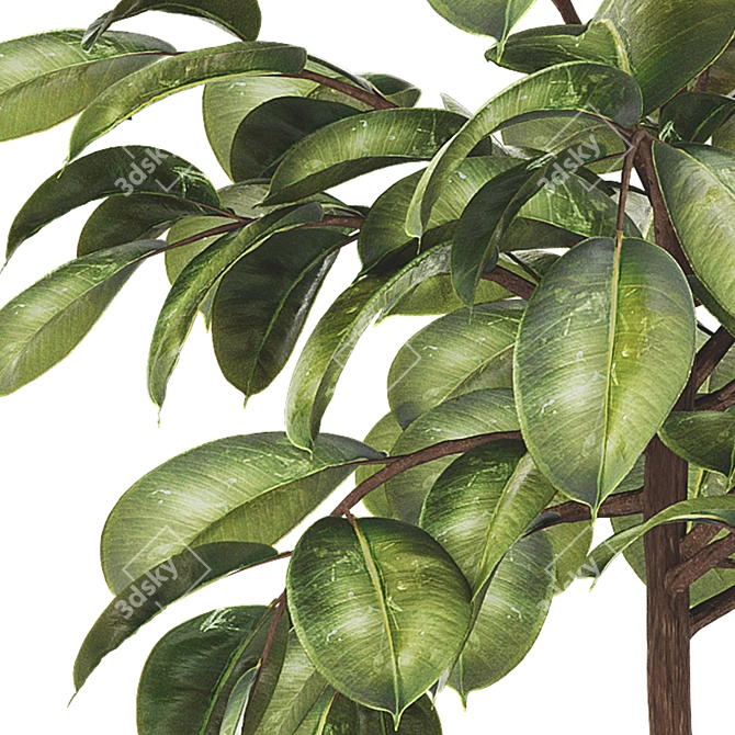 Rubber Plant FBX Collection Set 3D model image 3