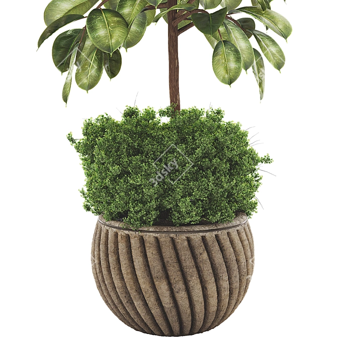 Rubber Plant FBX Collection Set 3D model image 4