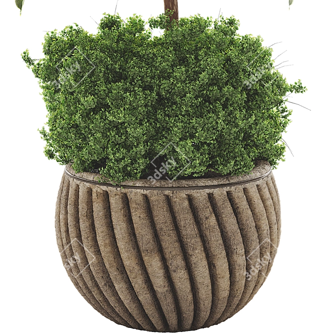 Rubber Plant FBX Collection Set 3D model image 5