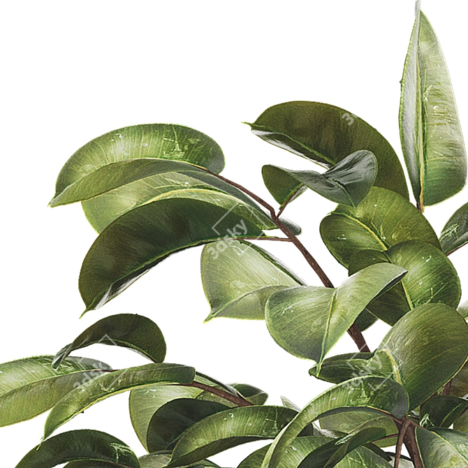 Rubber Plant FBX Collection Set 3D model image 6