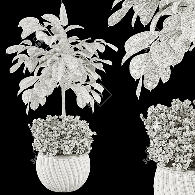 Rubber Plant FBX Collection Set 3D model image 7