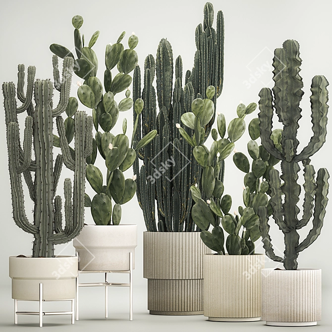 Desert Cacti Collection in Concrete Planters 3D model image 1