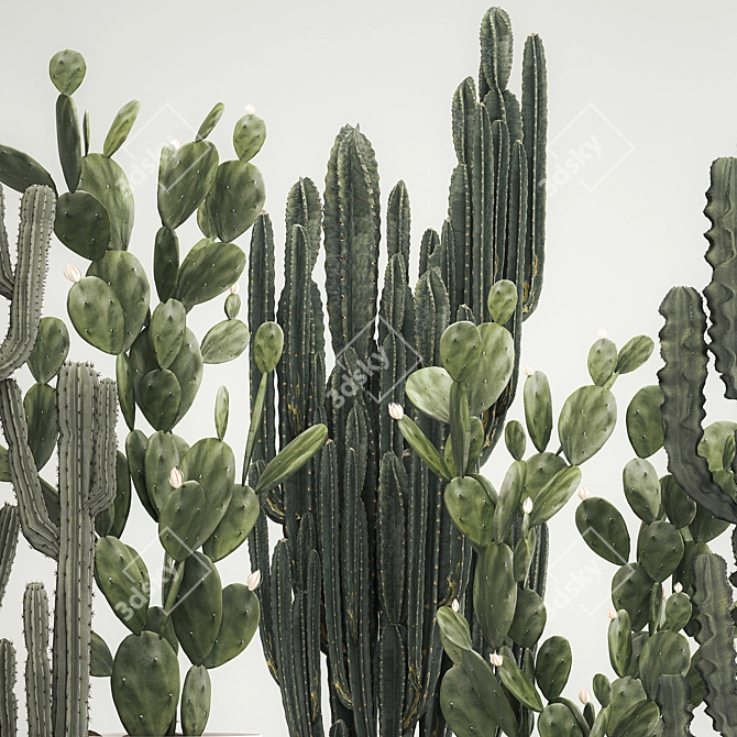 Desert Cacti Collection in Concrete Planters 3D model image 2