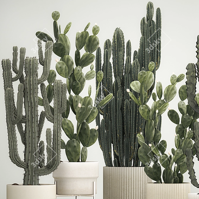 Desert Cacti Collection in Concrete Planters 3D model image 4