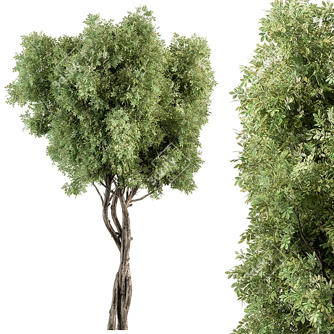Sourwood Tree Set 161 3D model image 1
