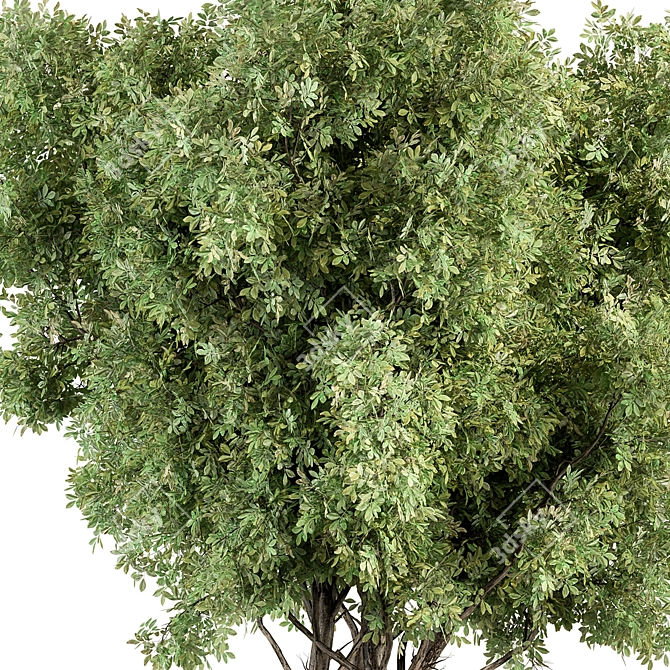 Sourwood Tree Set 161 3D model image 2