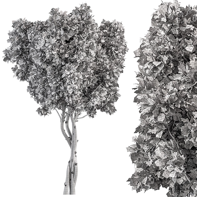 Sourwood Tree Set 161 3D model image 3
