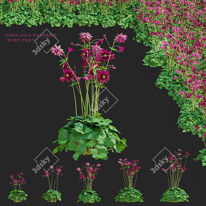 Aquilegia Ruby Port 3D Flower Model 3D model image 1