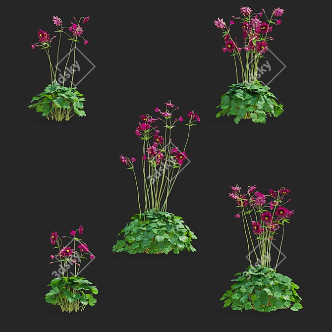 Aquilegia Ruby Port 3D Flower Model 3D model image 2