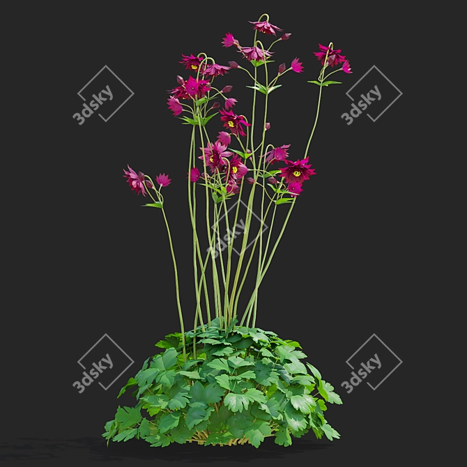 Aquilegia Ruby Port 3D Flower Model 3D model image 4