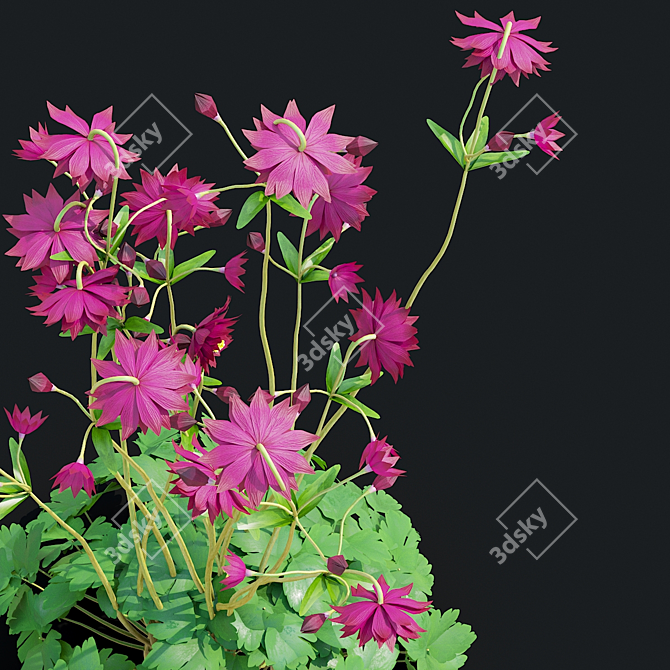 Aquilegia Ruby Port 3D Flower Model 3D model image 5