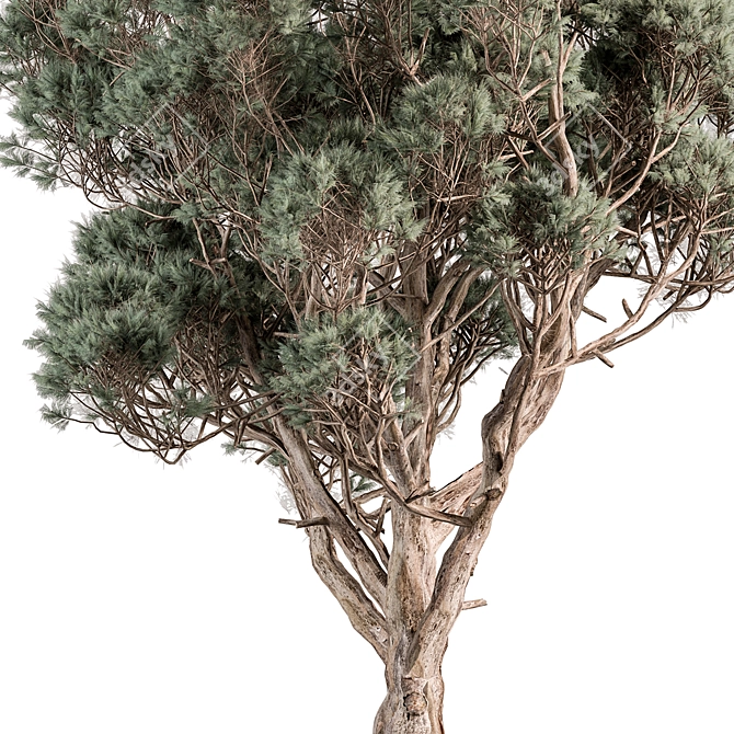 Japanese Cryptomeria Cypress Tree Set 3D model image 2