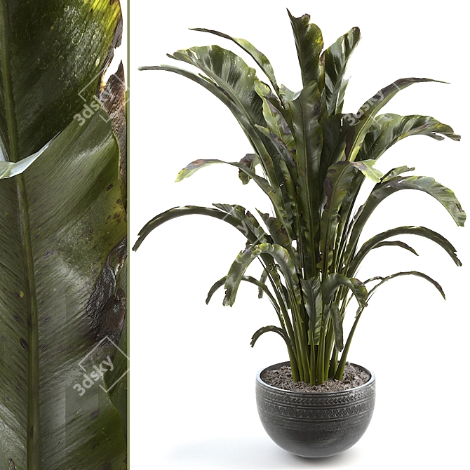 Tropical Banana Palm Houseplant 3D model image 1