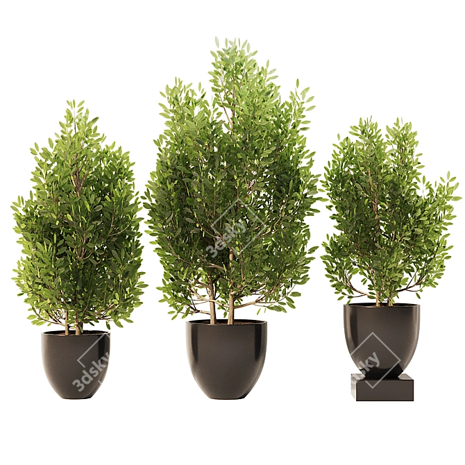 Spanish Stopper Shrub Set 3D 3D model image 1