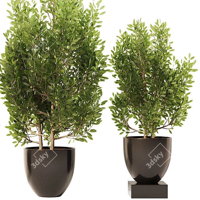 Spanish Stopper Shrub Set 3D 3D model image 3