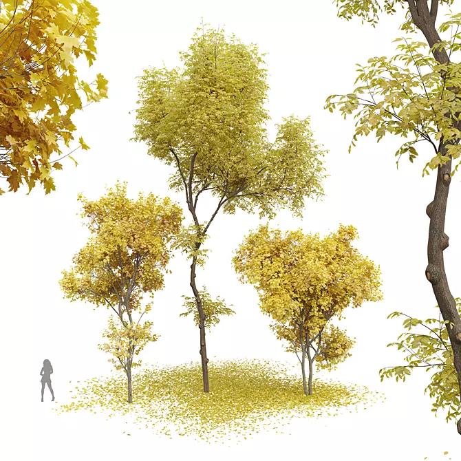 Real Fall Tree 3D Models 3D model image 1