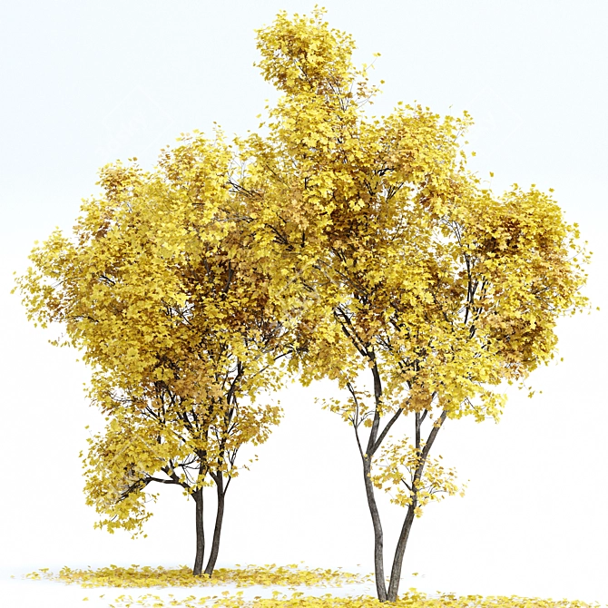 Real Fall Tree 3D Models 3D model image 3