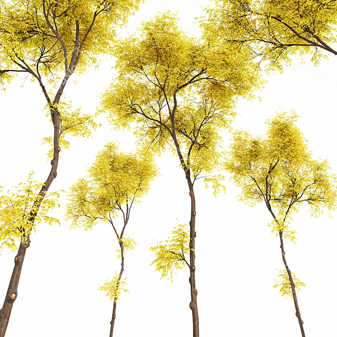 Real Fall Tree 3D Models 3D model image 5