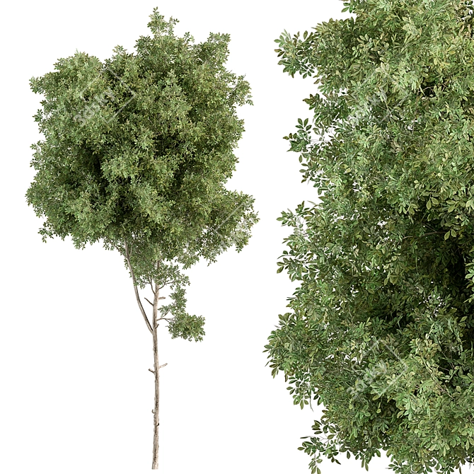 Sourwood Tree Set for Landscaping 3D model image 1
