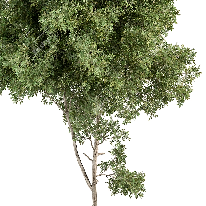 Sourwood Tree Set for Landscaping 3D model image 2