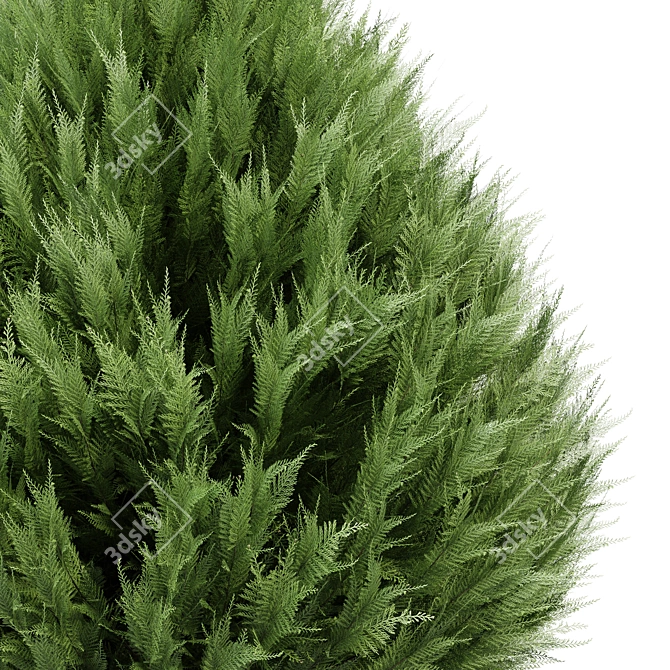 Premium 3D Cypress Tree Models 3D model image 2