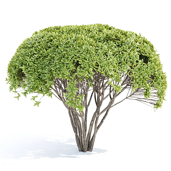 Green Bushes Vol. 193 Models 3D model image 3