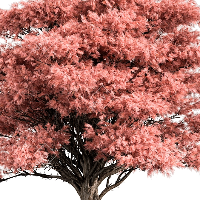 Japanese Maple Tree Collection 3D model image 2