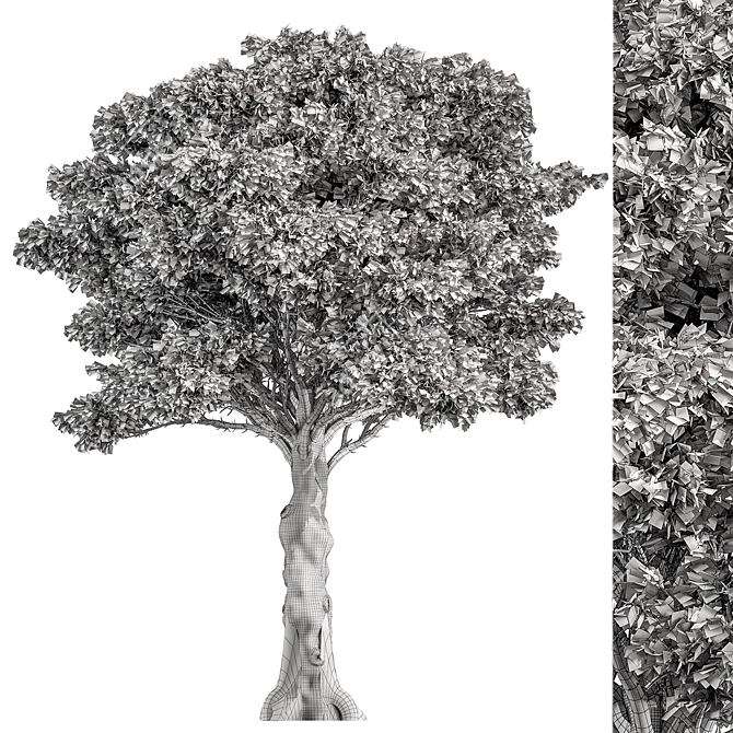 Japanese Maple Tree Collection 3D model image 3