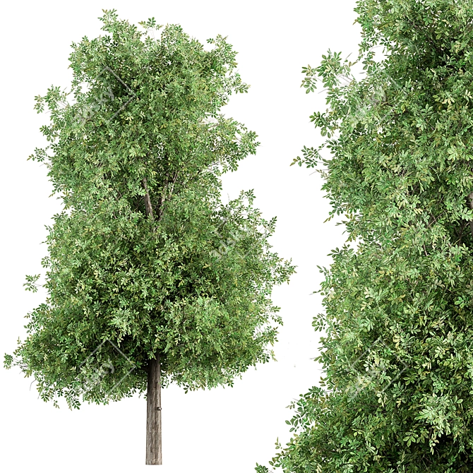 Sourwood - Set of Trees 3D model image 1