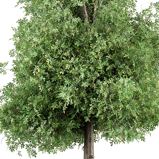 Sourwood - Set of Trees 3D model image 2